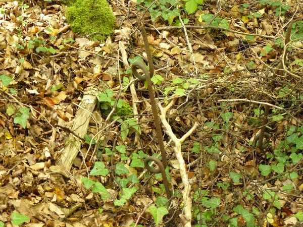 LE SAILLANT DE ST MIHIEL 