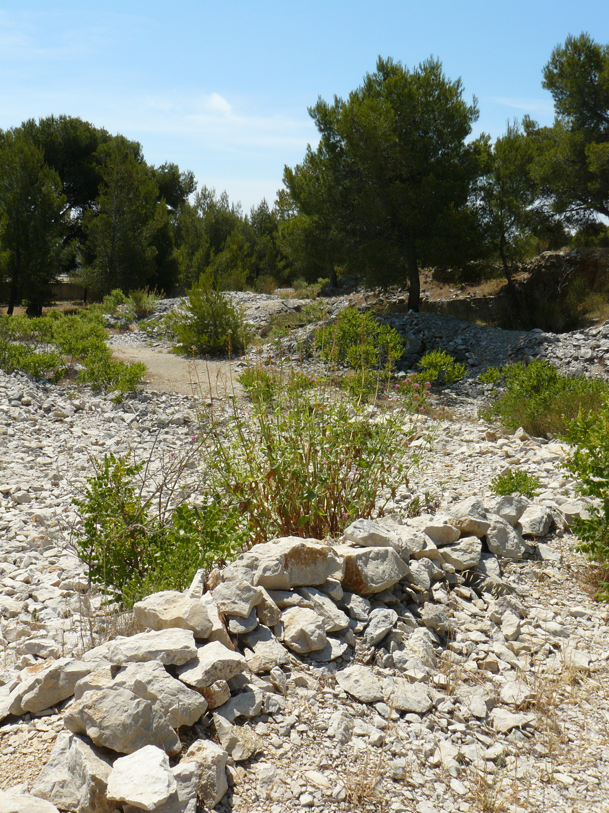 Calanques - Cassis (13)